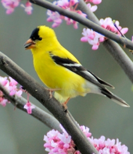 Am Goldfinch in breeding plumage