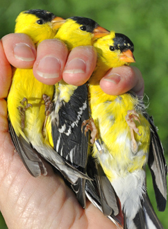 Three American Goldfinches