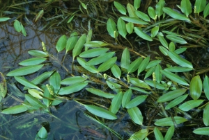 floating pondweed (Potamogeton epihydrus)