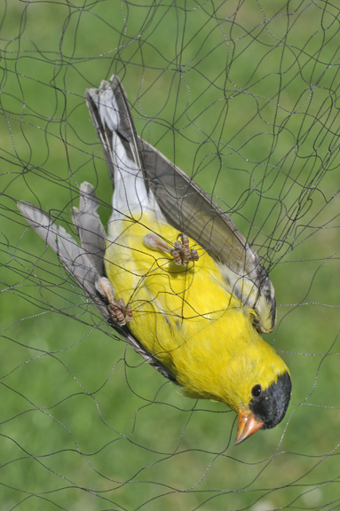 American Goldfinch in mist net