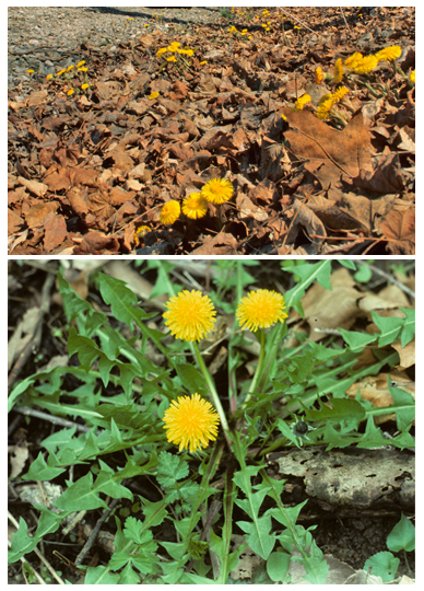Coltsfoot and dandelion