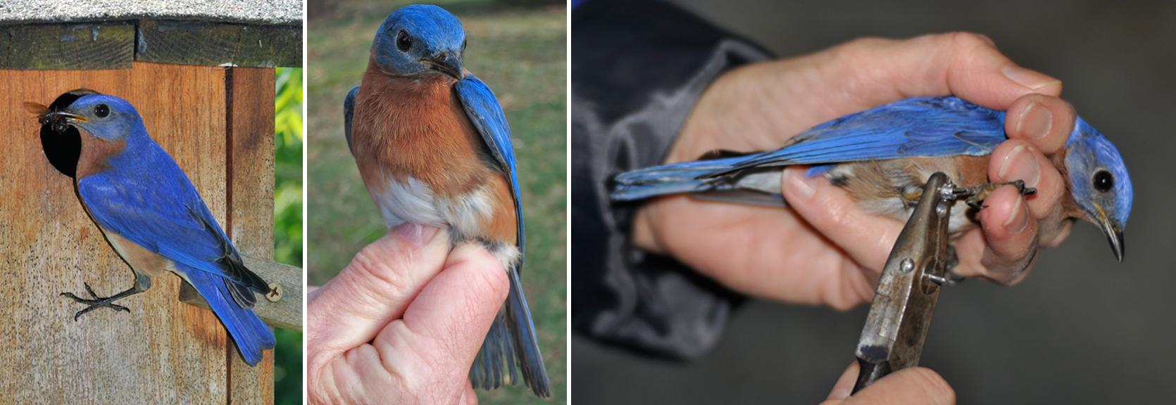 Bluebirds and Blue Birds are not Blue!