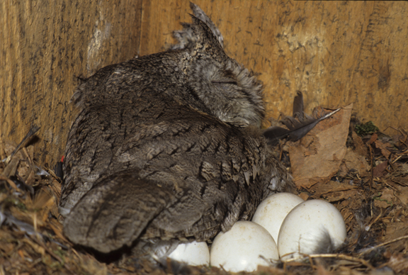 female eastern screech owl (Otus asio) incubating eggs