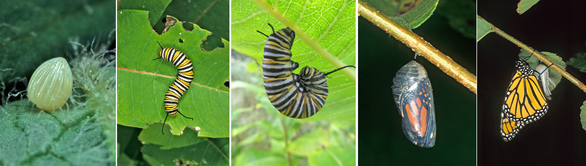 monarch life cycle
